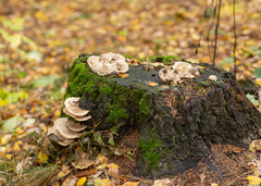 Trametes hirsuta