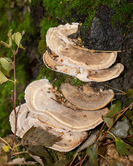 Trametes hirsuta