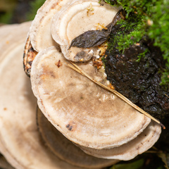 Trametes hirsuta