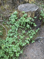 Arctocrania