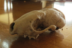 Spilogale gracilis