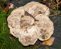 Trametes hirsuta