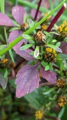 Bidens tripartita