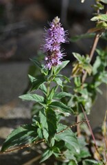 Mentha longifolia