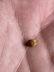 Callirhytis quercusoperator