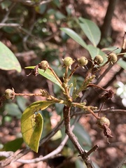 Kalmia latifolia