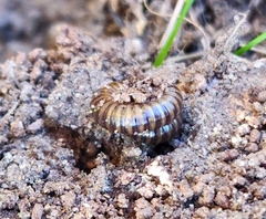 Cylindroiulus caeruleocinctus