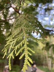 Thuja