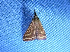 Microtheoris ophionalis