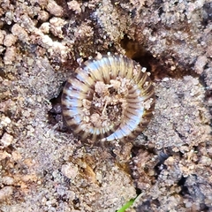 Cylindroiulus caeruleocinctus