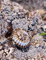 Cylindroiulus caeruleocinctus