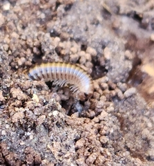 Cylindroiulus caeruleocinctus