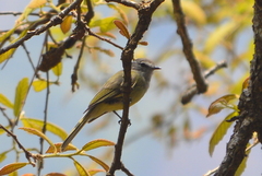 Myiopagis viridicata