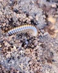 Cylindroiulus caeruleocinctus