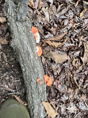 Trametes coccinea