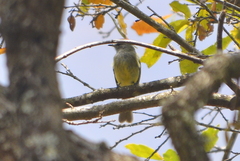 Myiopagis viridicata