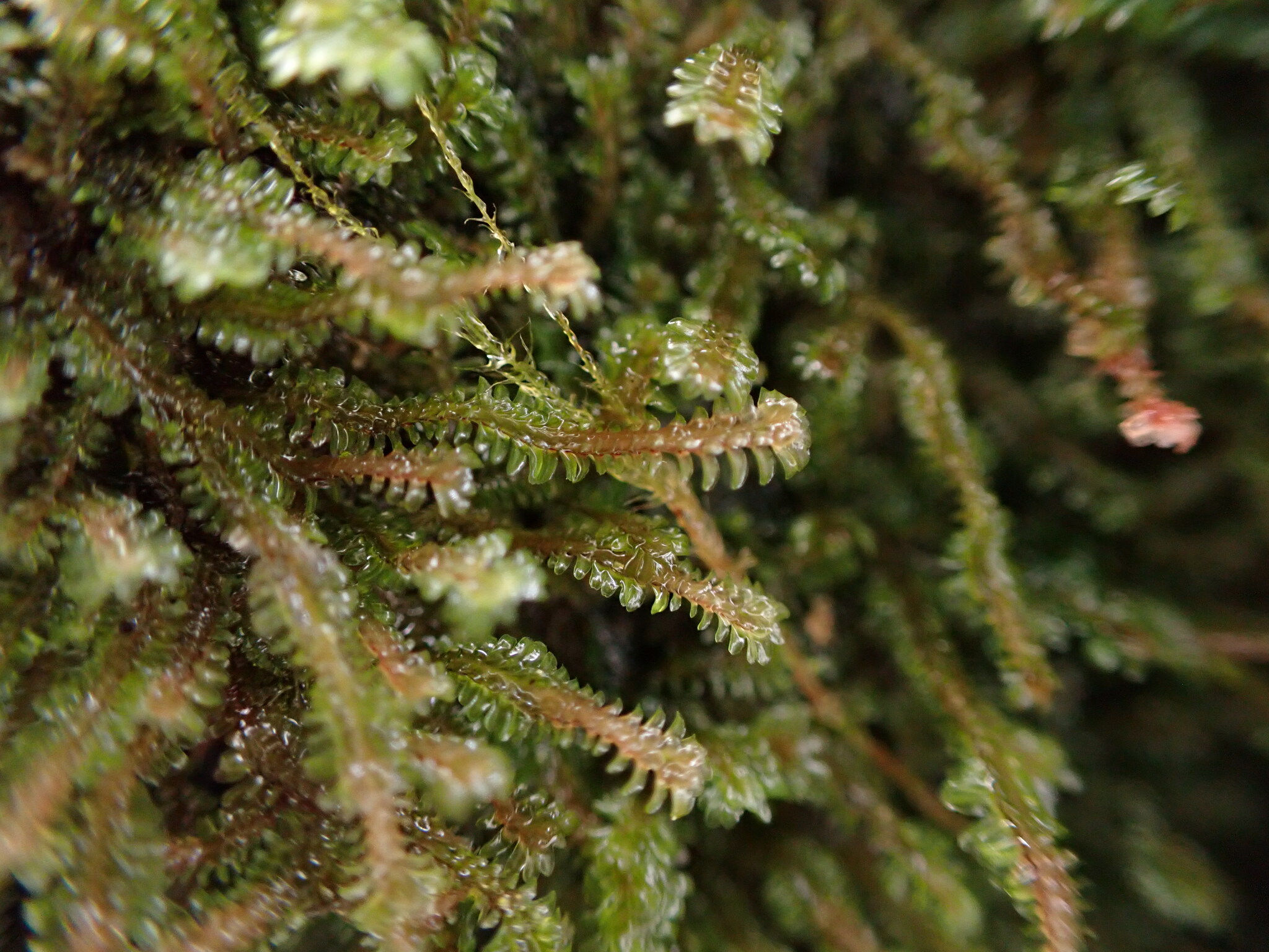 Diplophyllum albicans