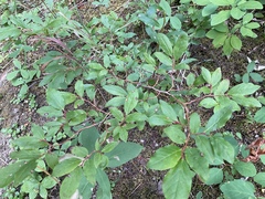 Vaccinium membranaceum