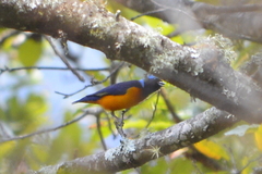 Chlorophonia elegantissima