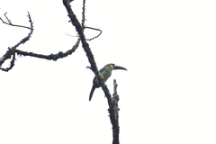 Aulacorhynchus prasinus