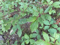Vaccinium membranaceum