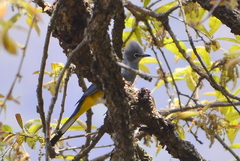 Ptiliogonys cinereus