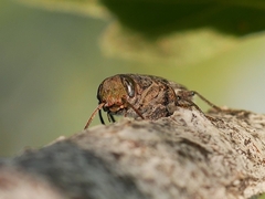 Chrysobothrini