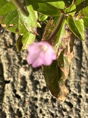 Epilobium