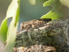 Chrysobothrini