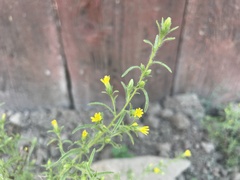 Dittrichia graveolens