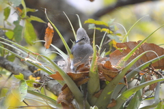 Ptiliogonys cinereus
