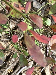 Vaccinium pallidum