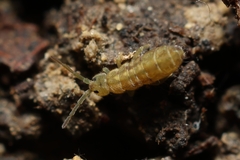 Isotomurus