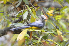 Ptiliogonys cinereus