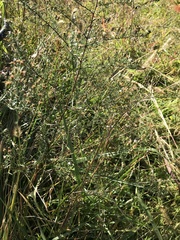 Symphyotrichum dumosum