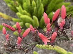 Hesperaloe