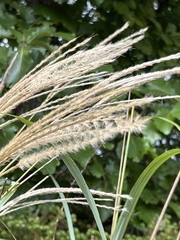 Miscanthus