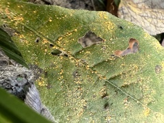 Coleosporium