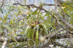 Tillandsioideae