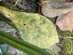 Coleosporium