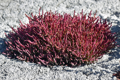 Salicornia rubra