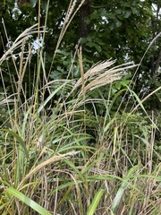 Miscanthus