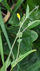 Brassica rapa