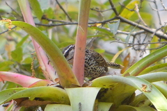 Campylorhynchus jocosus