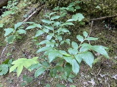 Vaccinium membranaceum