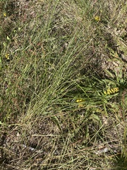 Eragrostis spectabilis