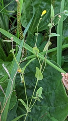 Brassica rapa