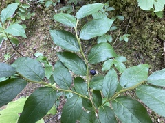 Vaccinium membranaceum