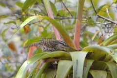 Campylorhynchus jocosus