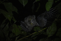 Megascops guatemalae